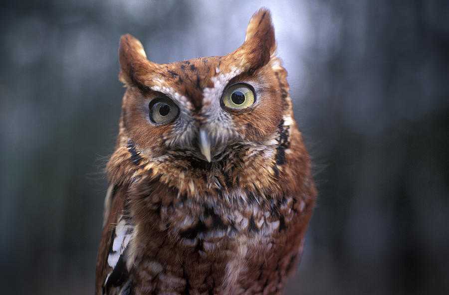 Eastern Screech Owl, Maine, New England Photograph by Peter Dennen ...