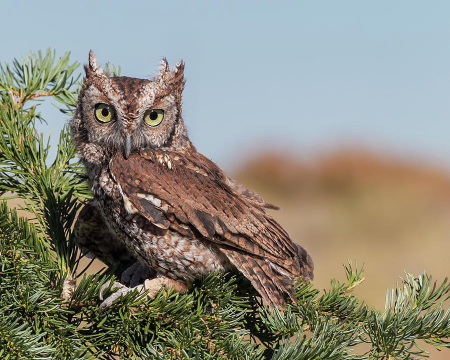 Eastern Screech-owl Megascops Asio Photograph by Jim Frazee