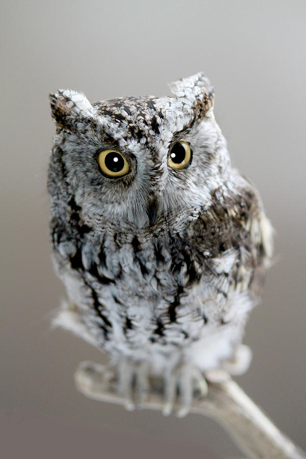 Eastern Screech Owl Photograph by Michael Petrick