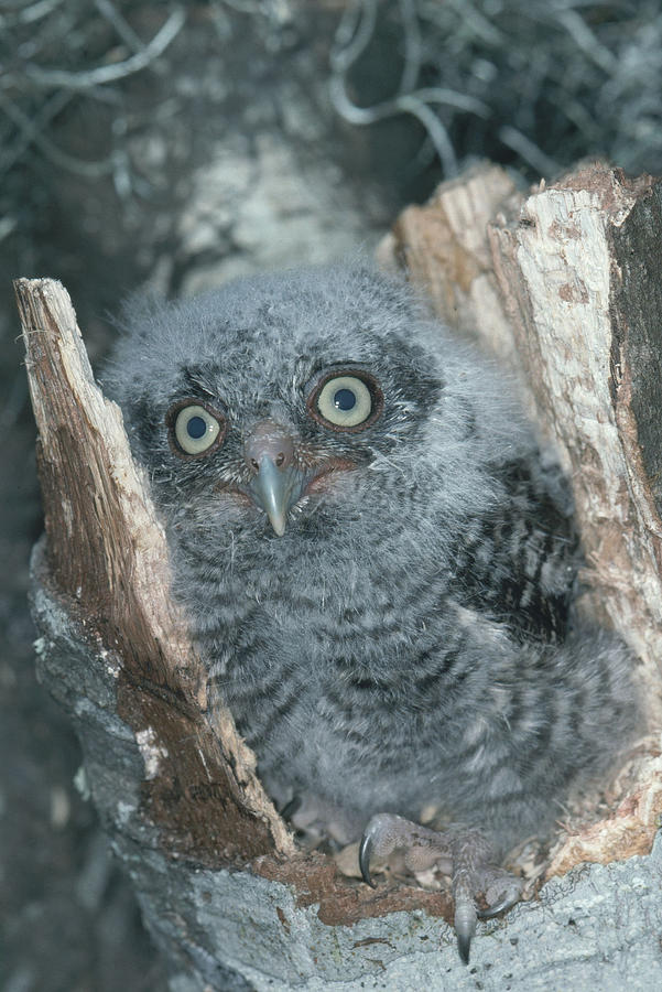 Eastern Screech Owl Photograph by Millard H. Sharp
