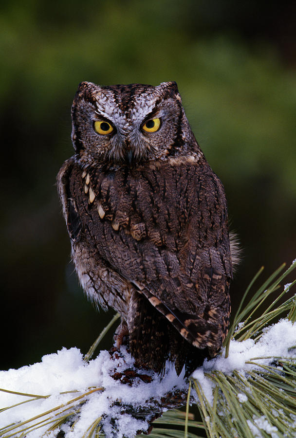 Eastern Screech Owl On Pine Tree Photograph by Animal Images - Fine Art ...