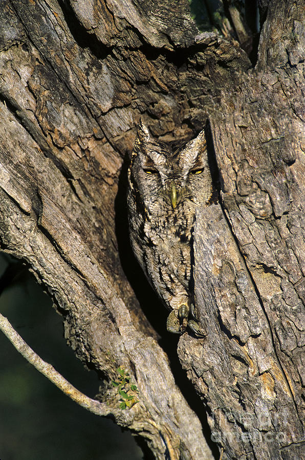 Owl Photograph - Eastern Screech-owl Otis Asio Wild Texas by Dave Welling