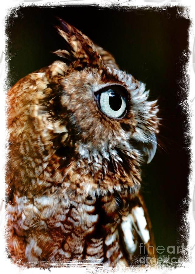 Eastern Screech-Owl Profile - Digital Art Photograph by Carol Groenen