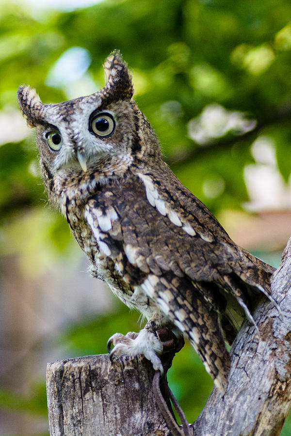 Eastern Screech Owl Photograph by Randy Scherkenbach