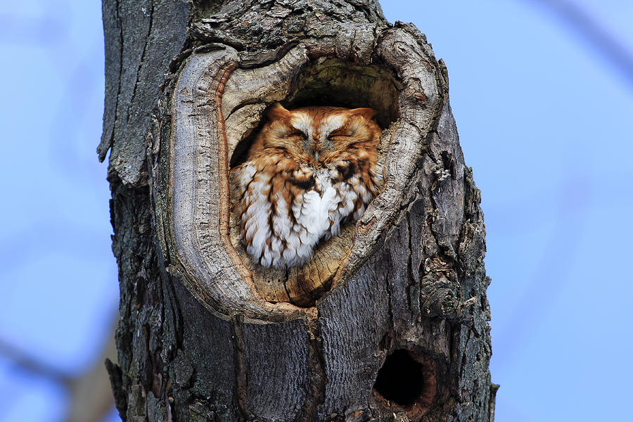 Eastern Screech Owl - Red Morph Photograph by Gary Hall