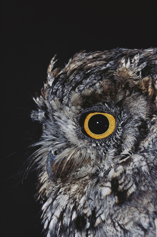 Eastern Screech Owl Photograph by Robert J. Erwin
