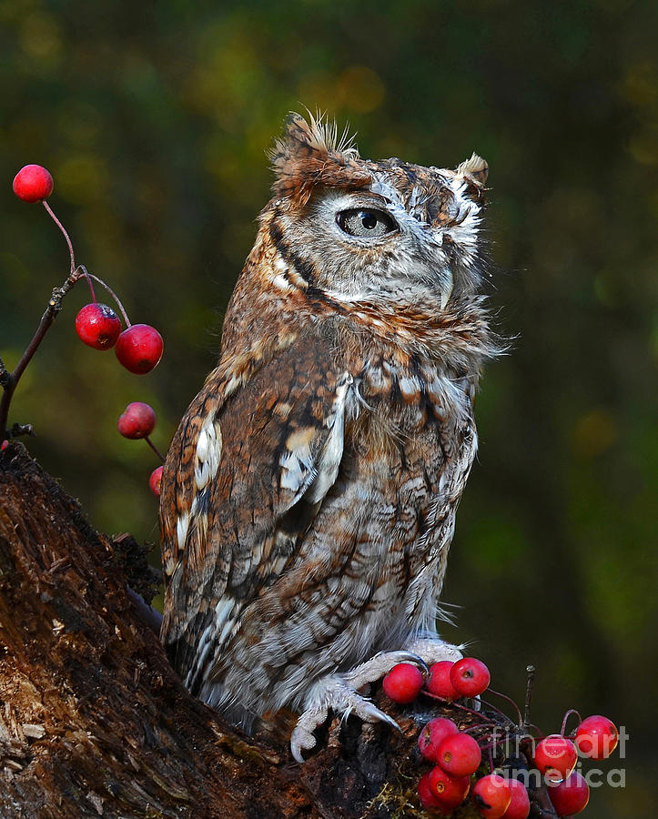 Eastern screech Owl Photograph by Rodney Campbell