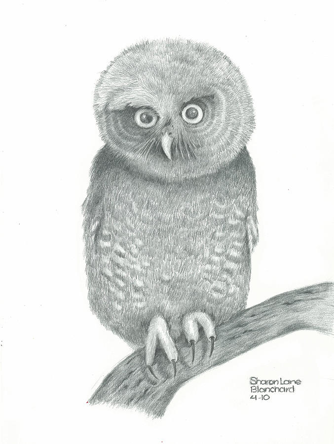Harry Potter Drawing - Eastern Screech Owl by Sharon Blanchard