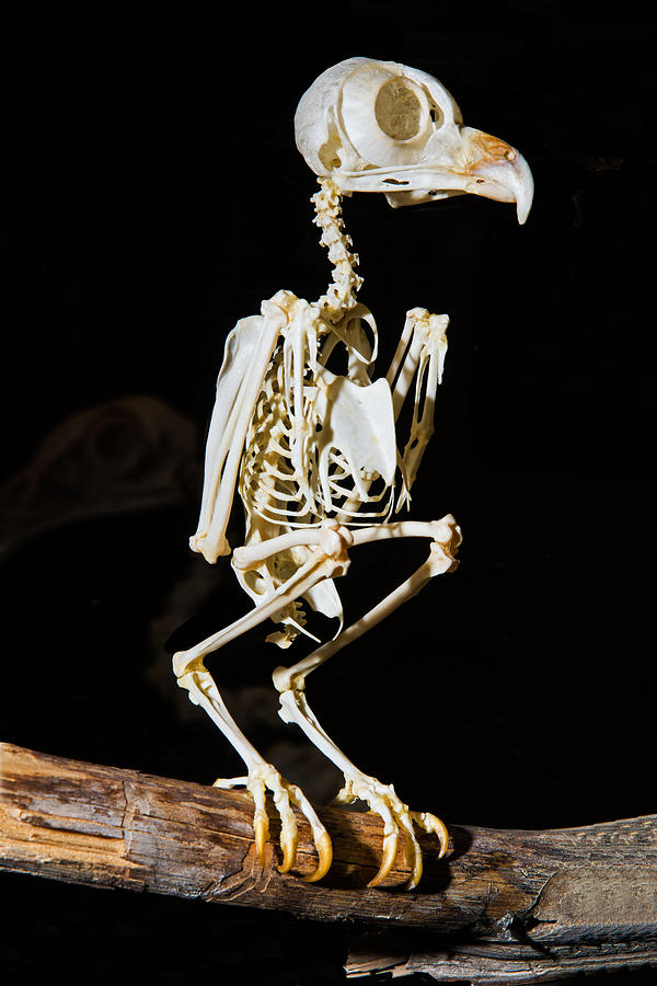 Eastern Screech Owl Skeleton Photograph by Millard H. Sharp