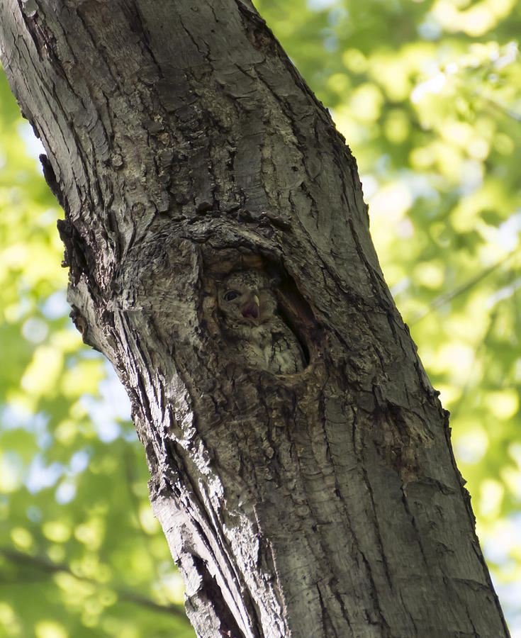 Eastern Screech-Owl Photograph by Tracy Winter