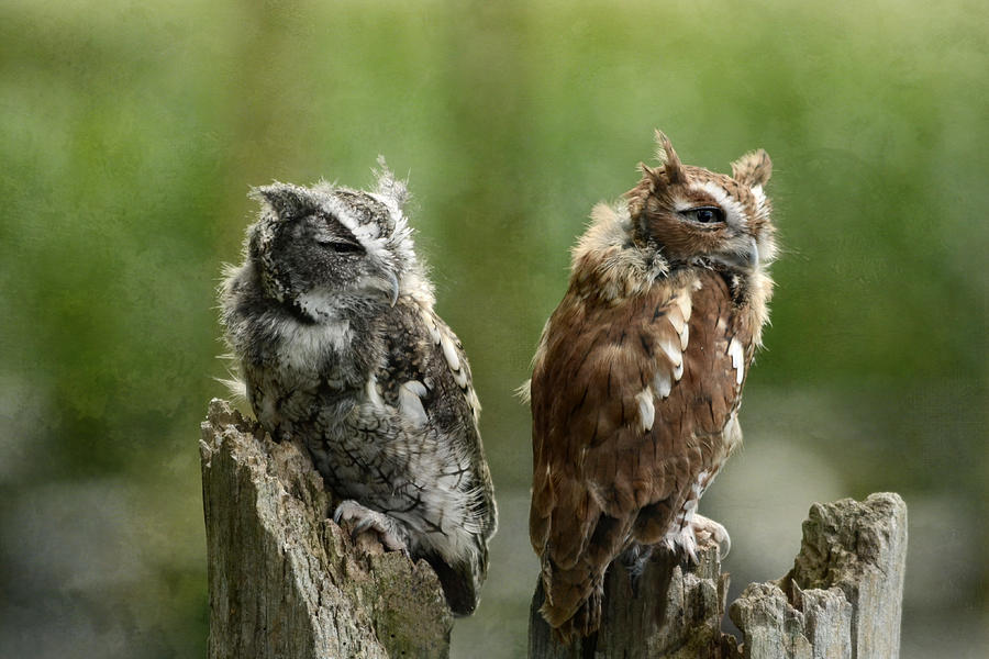 Eastern Screech Owls Photograph by Ann Bridges