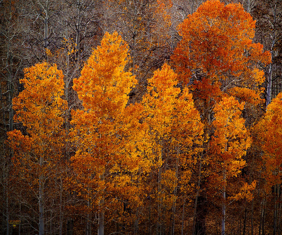Fall Color - Eastern Sierra Nevada Photograph by Steve Ellison