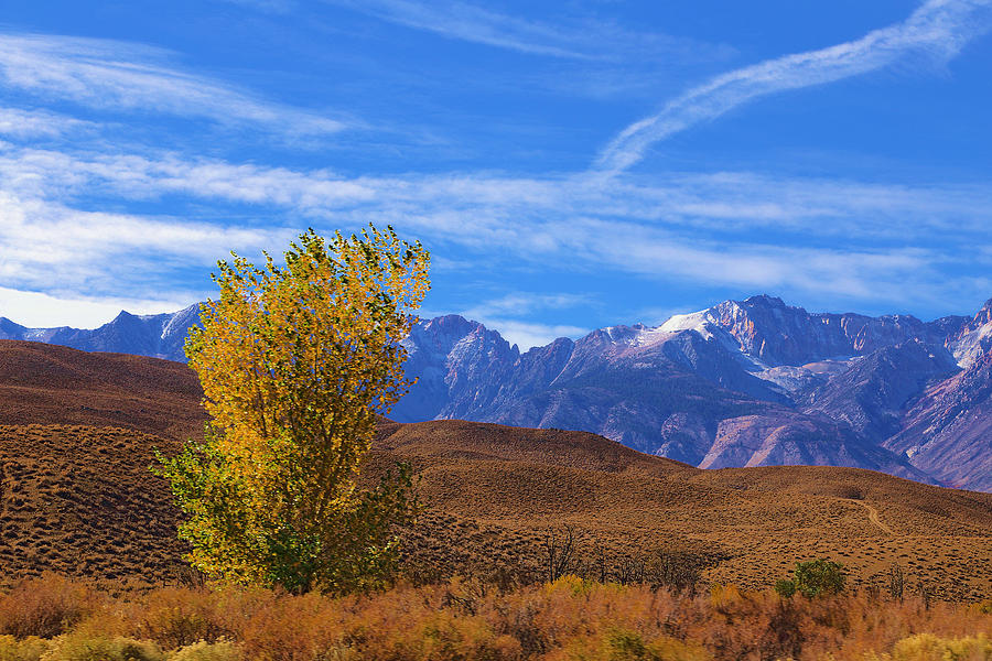 Eastern Sierra In Fall Photograph by Viktor Savchenko