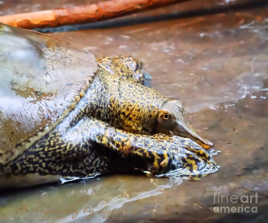Eastern Spiny Softshell Turtle Photograph