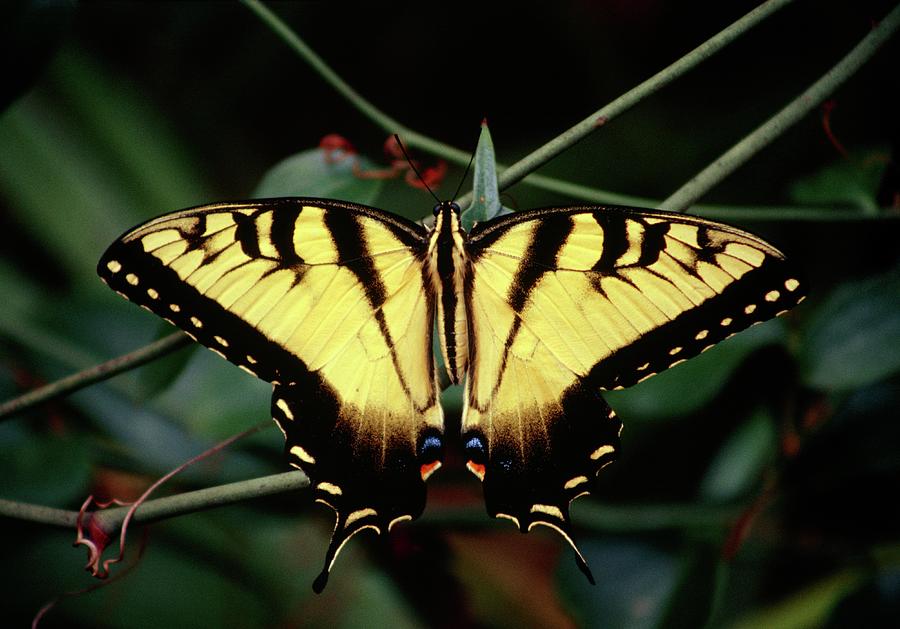 Eastern Swallowtail Butterfly Photograph by Donald R Wright/science Photo Library