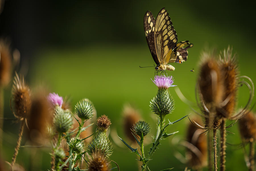 Eastern Swallowtail Butterfly II Photograph by Keith Allen