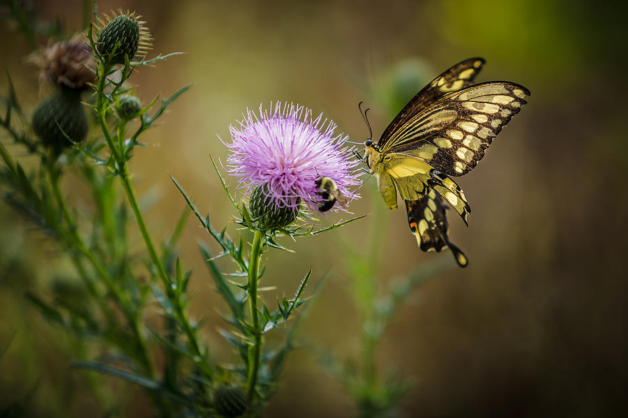 Eastern Swallowtail Butterfly Photograph by Keith Allen