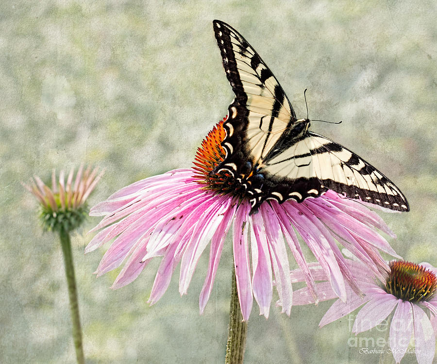 Eastern Swallowtail Butterfly on Coneflower Photograph by Barbara McMahon