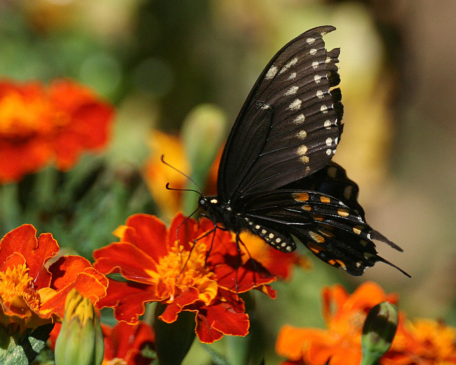 Eastern Swallowtail on Marigold Photograph by William Selander