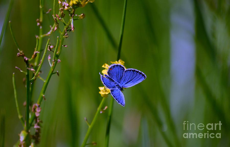 Eastern Tail Blue Butterfly Photograph by Peggy Franz