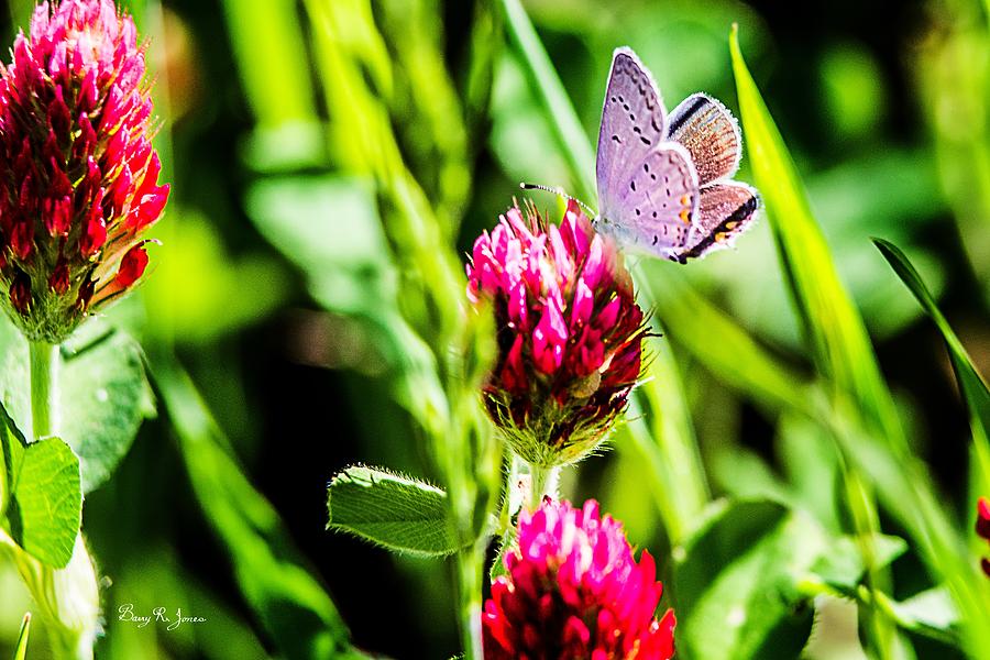 Butterfly - Clover - Eastern Tailed Blue Photograph by Barry Jones
