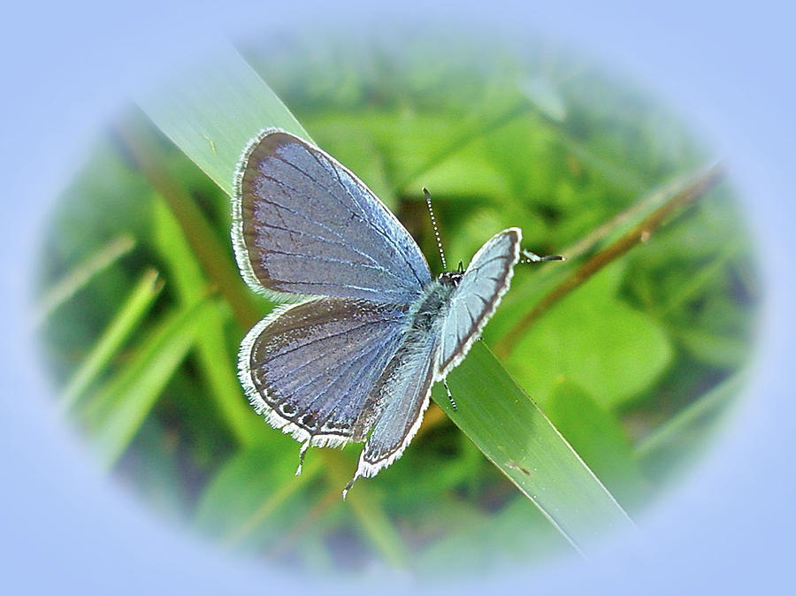 Eastern-Tailed Blue Butterfly - Cupido comyntas Photograph by Carol Senske