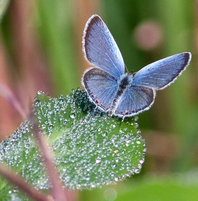 Eastern Tailed-Blue Photograph by Melinda Fawver