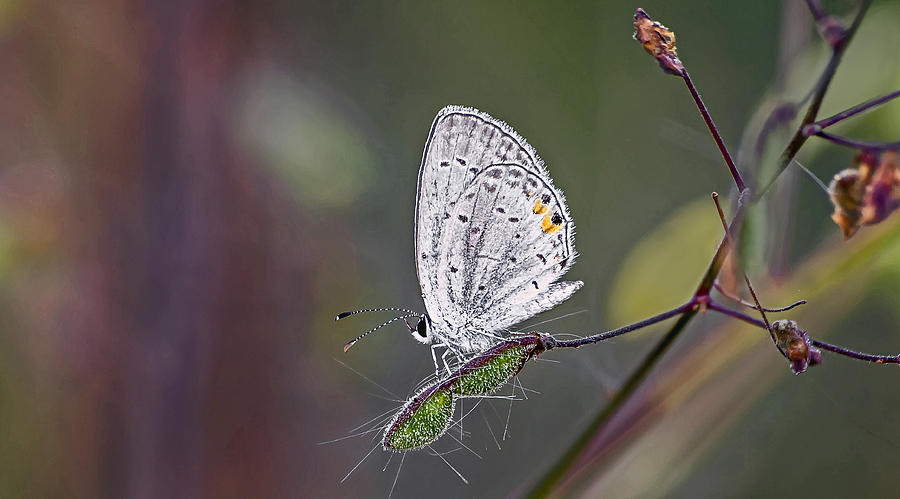 Eastern Tailed Blue Photograph by Michael Whitaker