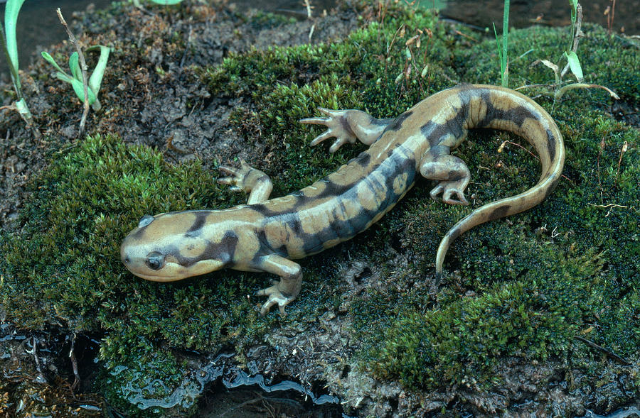 Eastern Tiger Salamander Photograph by Phil A. Dotson
