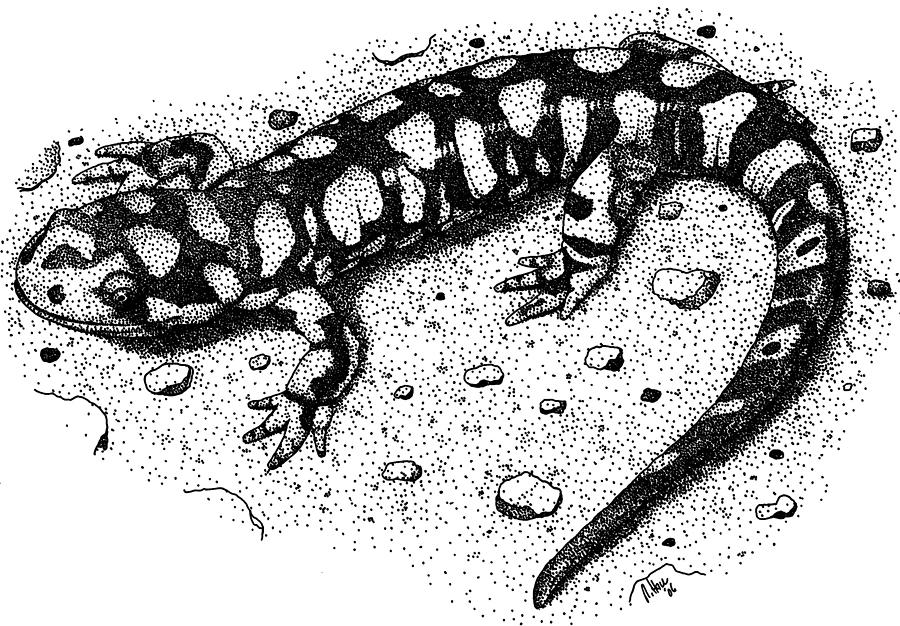 Salamander Photograph - Eastern Tiger Salamander by Roger Hall