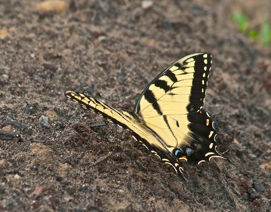 Eastern Tiger Swallowtail 8564 3241 Photograph by Michael Peychich