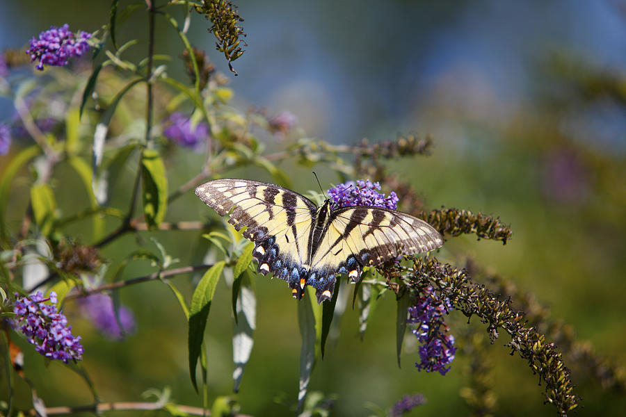 Eastern Tiger Swallowtail Photograph