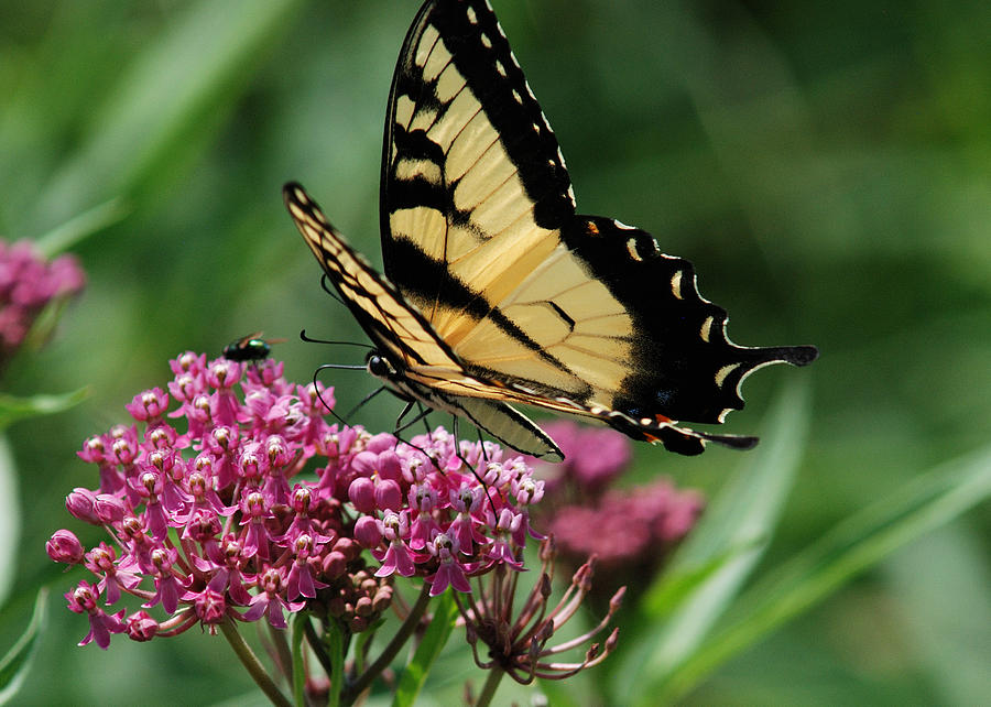 EASTERN TIGER SWALLOWTAIL and a guest Photograph by Janice Adomeit