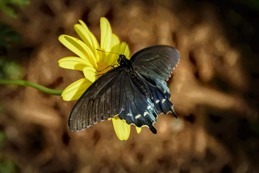 Eastern Tiger Swallowtail- Black Form Photograph by Penny Lisowski