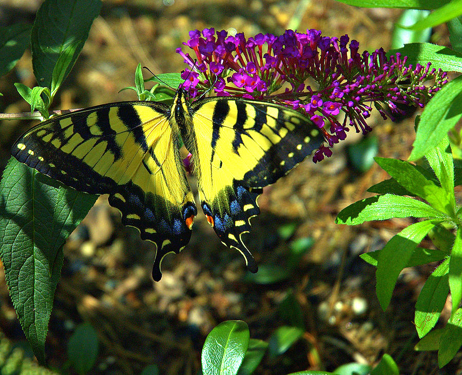 Eastern tiger swallowtail Photograph by Bruce Carpenter
