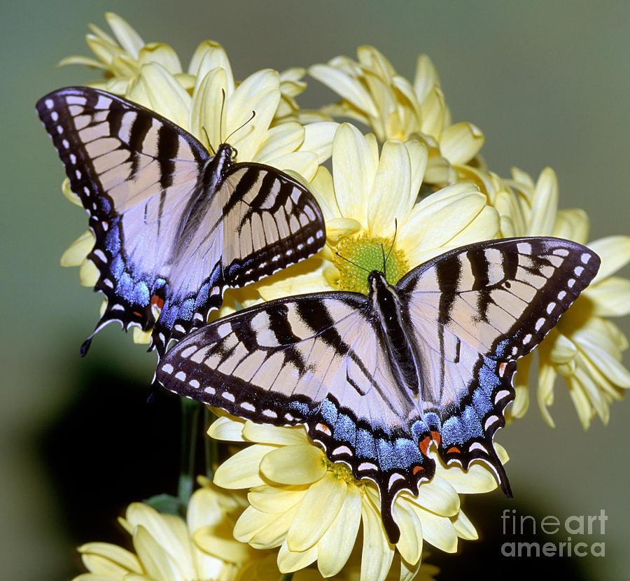 Eastern Tiger Swallowtail Butterflies Photograph by Millard H. Sharp