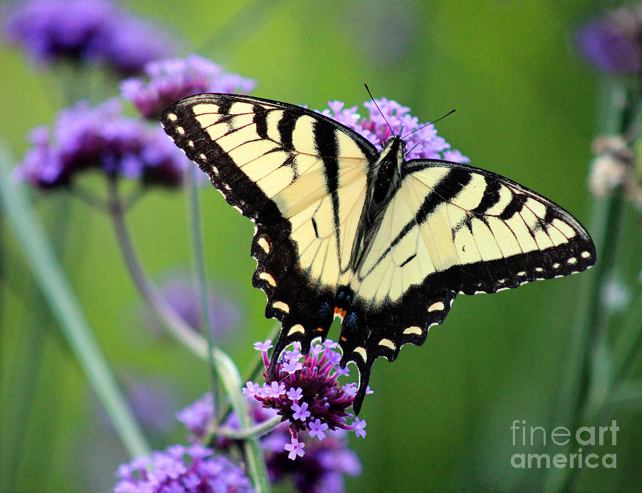 Eastern Tiger Swallowtail Butterfly 2014 Photograph by Karen Adams