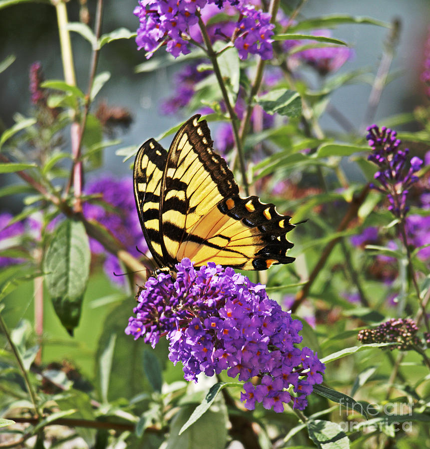 Nature Photograph - Eastern Tiger Swallowtail Butterfly by Candy Frangella