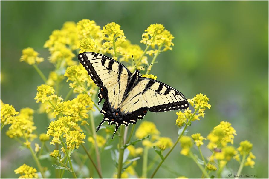 Eastern Tiger Swallowtail Butterfly Photograph by Daniel Behm