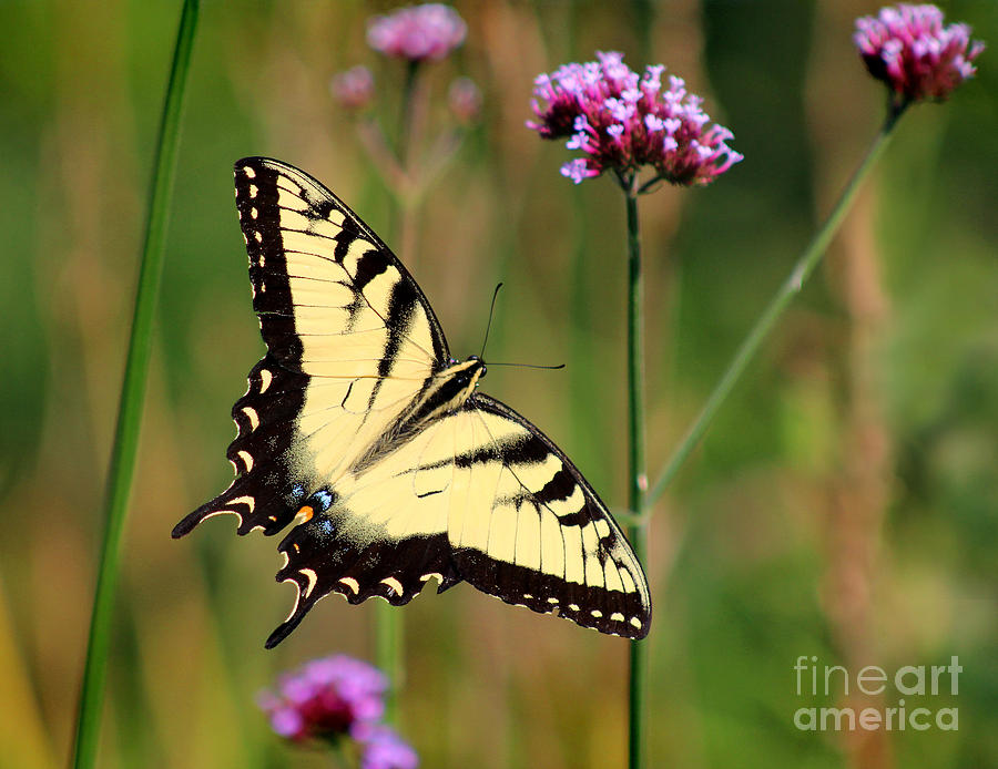 Eastern Tiger Swallowtail Butterfly Flying Photograph by Karen Adams