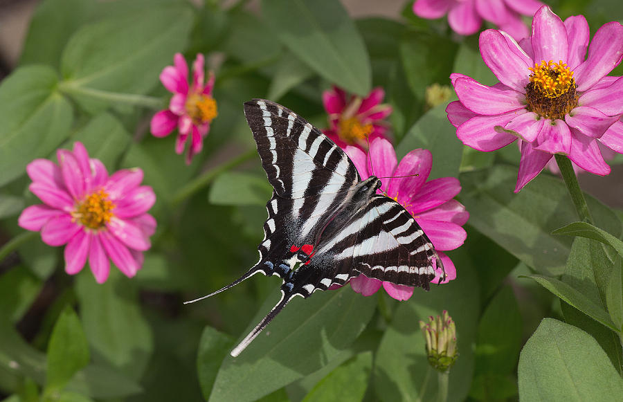 Eastern Tiger Swallowtail Butterfly Photograph by Jack Nevitt