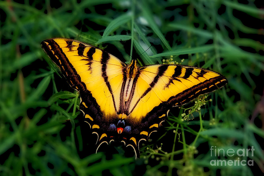 Summer Photograph - Eastern Tiger Swallowtail Butterfly by Jerry Cowart