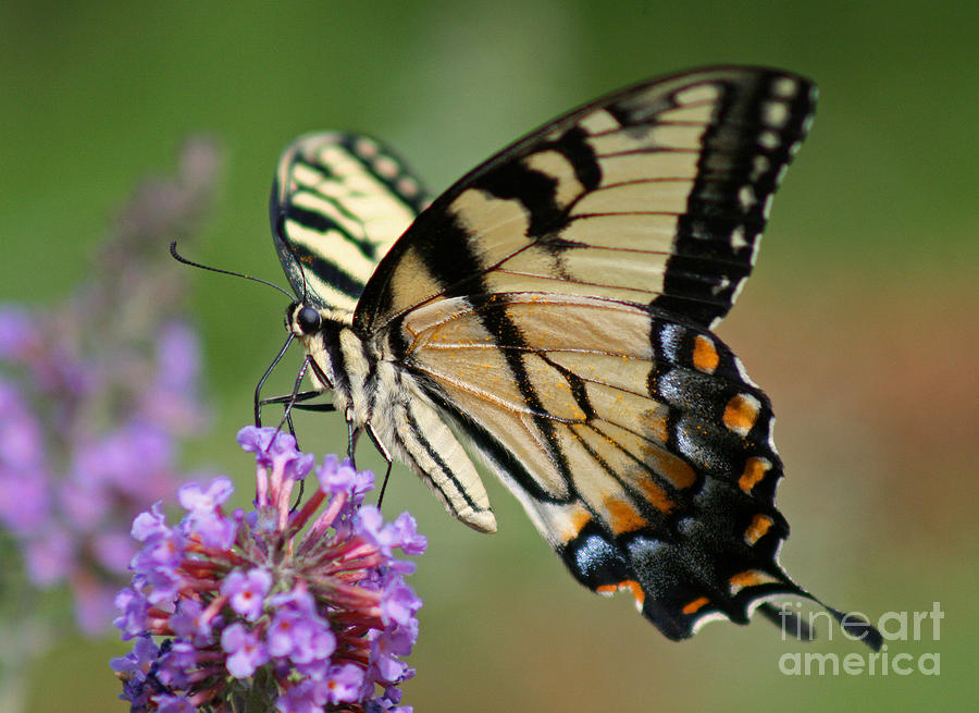 Eastern Tiger Swallowtail Butterfly Photograph by Karen Adams