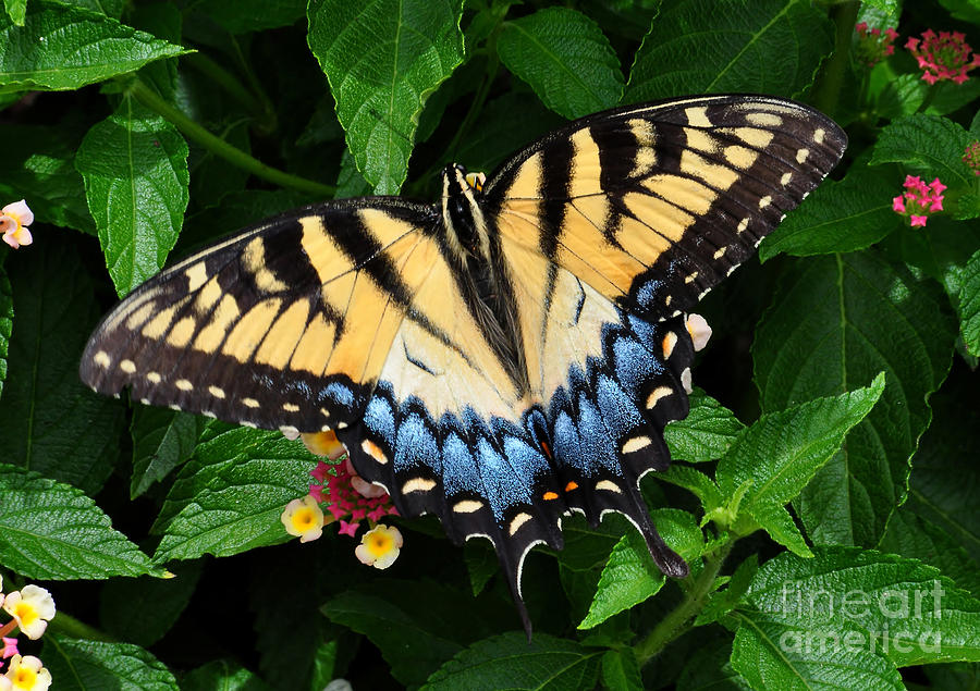Eastern Tiger Swallowtail Butterfly Photograph by Kathy Baccari