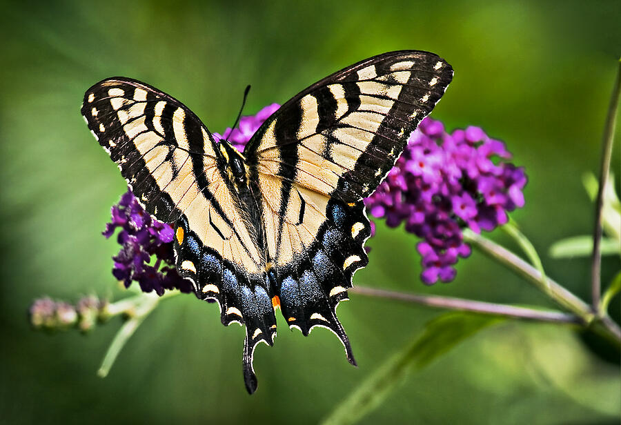 Eastern Tiger Swallowtail Butterfly Photograph by Marcia Colelli - Fine ...