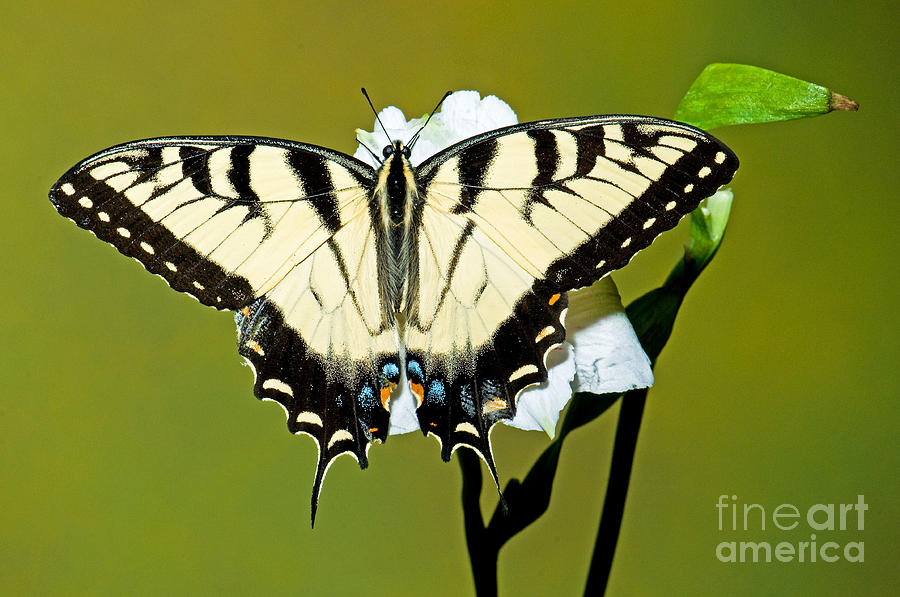 Eastern Tiger Swallowtail Butterfly Photograph by Millard H. Sharp