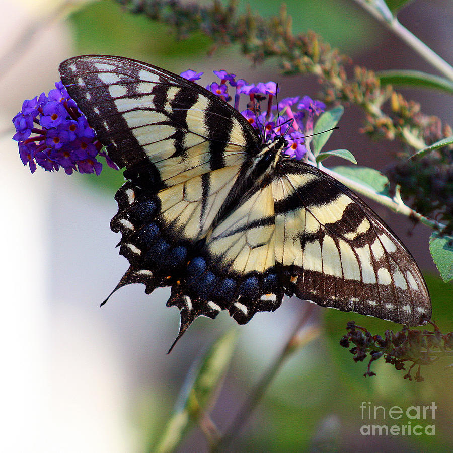 Butterfly Photograph - Eastern Tiger Swallowtail Butterfly on Butterfly Bush by Karen Adams