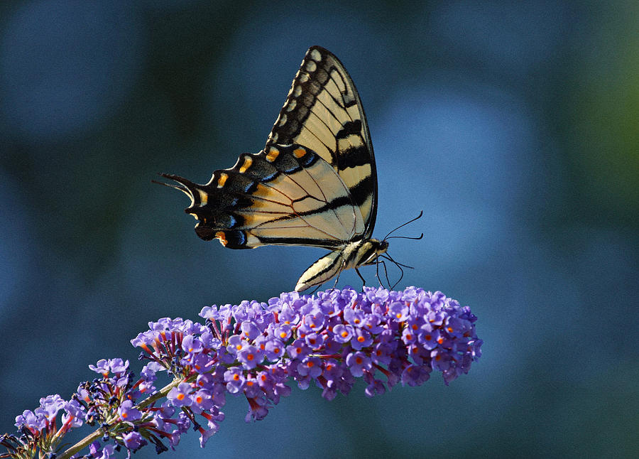 Eastern Tiger Swallowtail Butterfly Photograph by Sandy Keeton