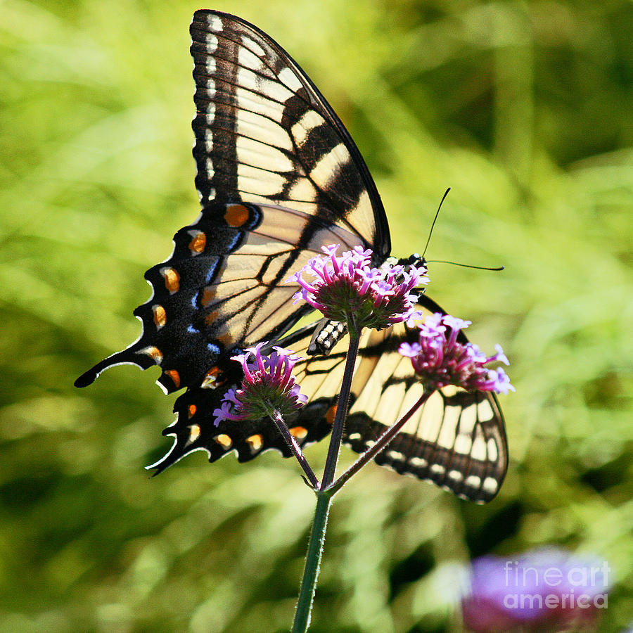 Butterfly Photograph - Eastern Tiger Swallowtail Butterfly  Square by Karen Adams