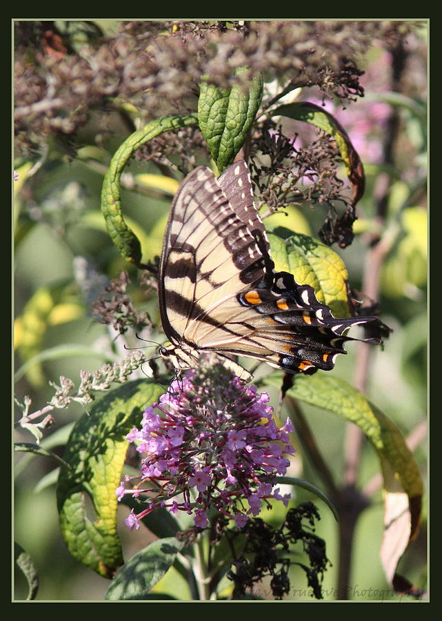 Eastern Tiger Swallowtail - Butterfly Photograph by Travis Truelove